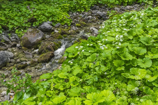 Arroyo montañoso en las montañas polacas - Montañas Tatra. Tatra. — Foto de Stock