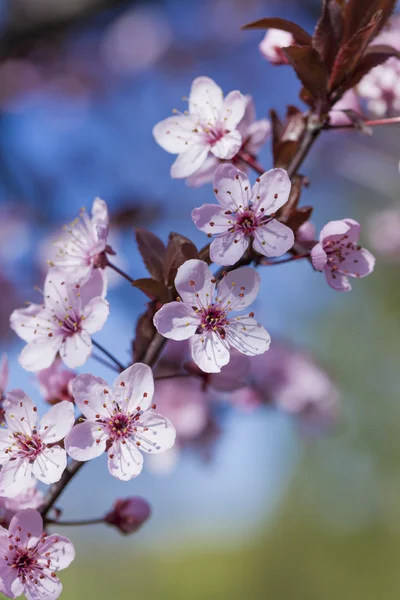 Spring Cherry blossoms, pink flowers. — Stock Photo, Image