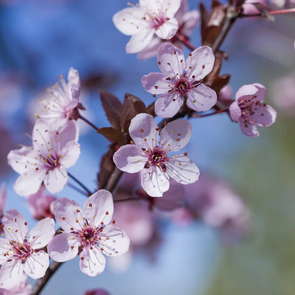 Spring Cherry blossoms, pink flowers. — Stock Photo, Image