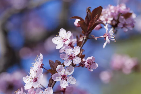 Spring Cherry blossoms, pink flowers. — Stock Photo, Image