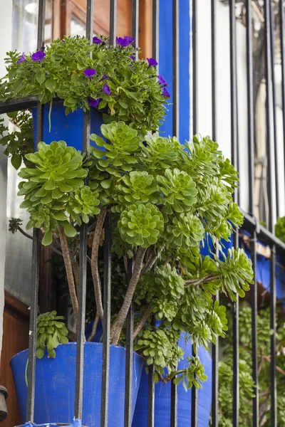 Belles fleurs colorées décorées de fenêtre et de mur - Old Europ — Photo