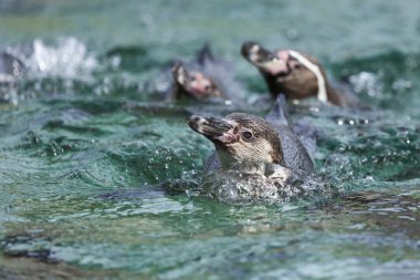 Pinguin sualtı akvaryum içinde Yüzme