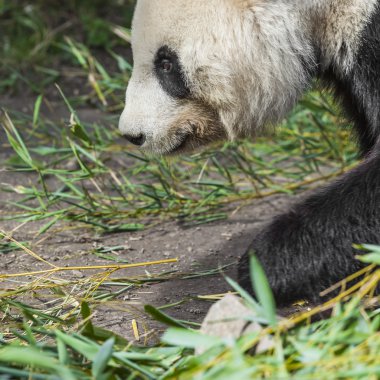 Aç dev panda bambu yiyor.