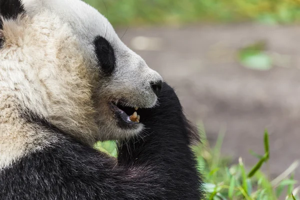 Hungry giant panda bear eating bamboo — Stock Photo, Image