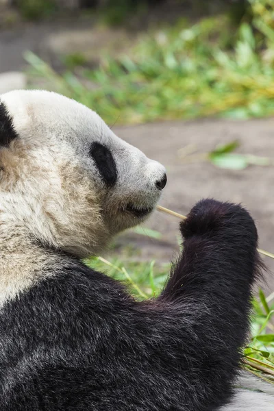 Éhes óriás panda medve bambuszt eszik. — Stock Fotó