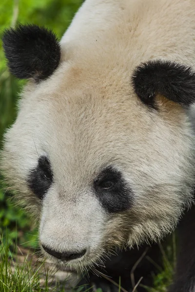 饥饿的大熊猫大熊吃竹子 — 图库照片