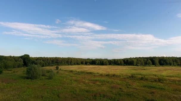 Légi kilátás nyílik az erdőre, Lengyelország. — Stock videók