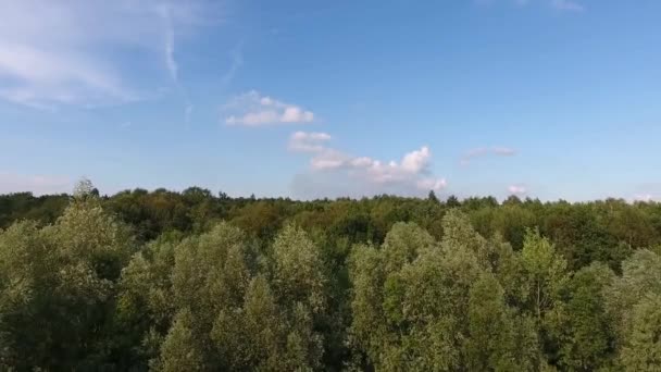 ポーランドでの夏の日の林空中. — ストック動画