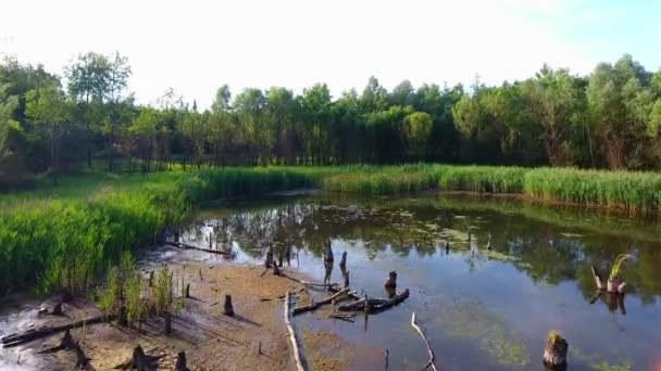 Літній час озеро і зелений ліс . — стокове відео
