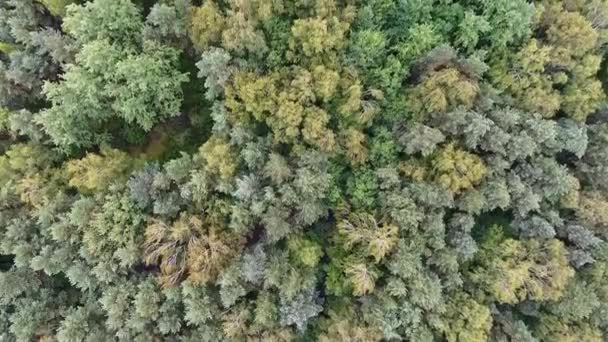 Luchtfoto van het bos in Polen. — Stockvideo