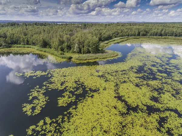 Summer time lake and green forest, white clouds over blue sky in — Stock Photo, Image