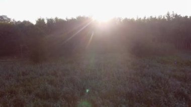 Güneş doğarken yaz saati göl ve yeşil orman, kum ve su, Polonya peyzaj yansıması. Yukarıdan görüntülemek.