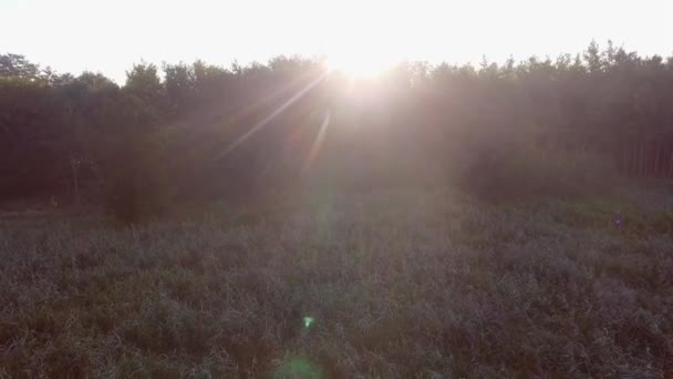 Lever de soleil à l'heure d'été lac et forêt verte, sable et reflet dans l'eau, Pologne lanscape. Vue d'en haut .