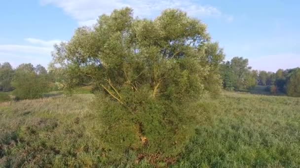 Aerial shot of green tree at summer time. — Stock Video