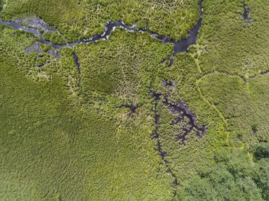 Black River Hancza Turtul içinde. Suwalszczyzna, Polonya. Yaz saati