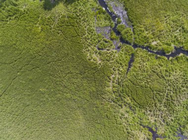 Black River Hancza Turtul içinde. Suwalszczyzna, Polonya. Yaz saati