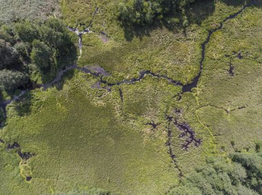 Black River Hancza Turtul içinde. Suwalszczyzna, Polonya. Yaz saati