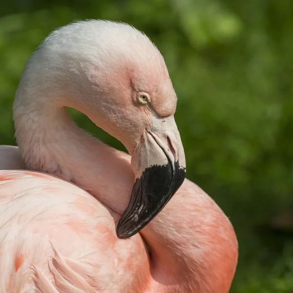 Detail of the head of one pink flamingo. — Stock Photo, Image