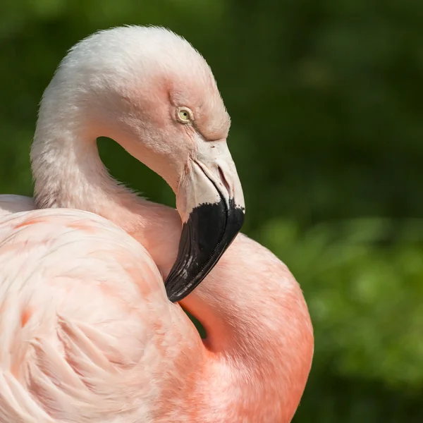 Detail des Kopfes eines rosa Flamingos. — Stockfoto