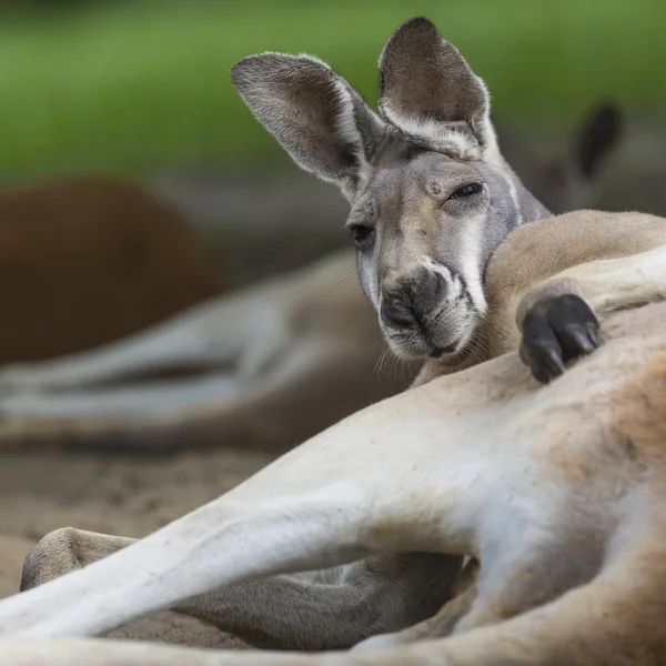 Gran canguro rojo descansando soleado en el interior australiano —  Fotos de Stock