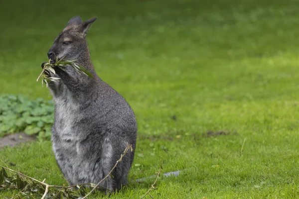 Wallaby a tanyán, zöld háttérrel. — Stock Fotó