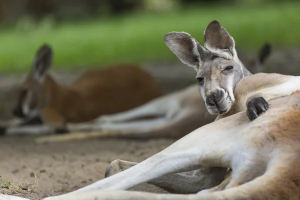 Grande canguru vermelho descansando iluminado pelo sol no Outback australiano — Fotografia de Stock