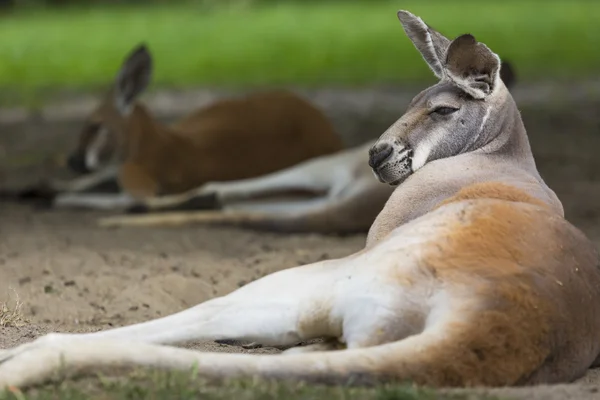 Gran canguro rojo descansando soleado en el interior australiano —  Fotos de Stock