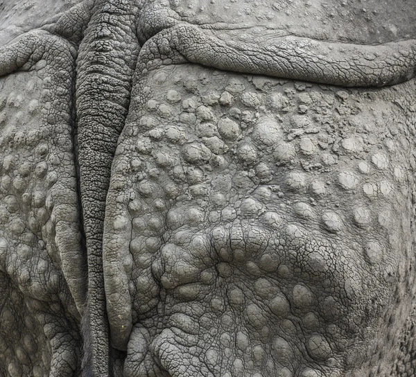 Närbild av en noshörning stark rustning — Stockfoto