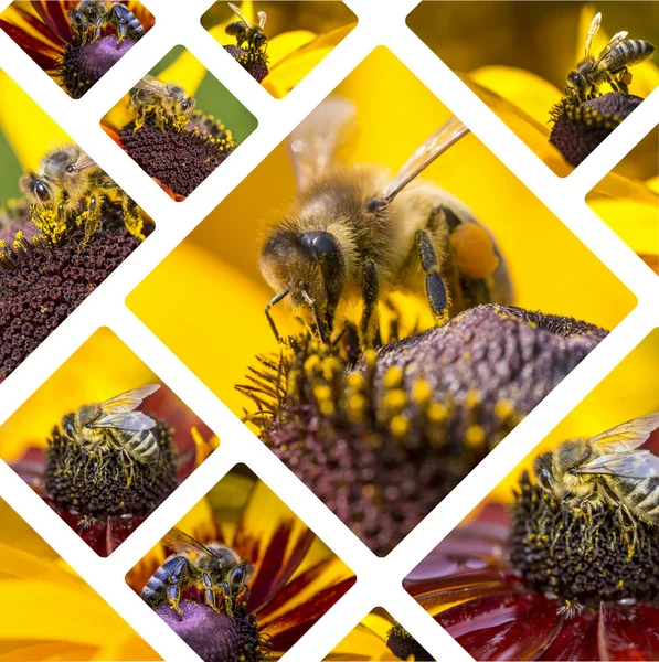 Colagem de imagens de abelha mel ocidental - fundo de viagem (meu fot — Fotografia de Stock