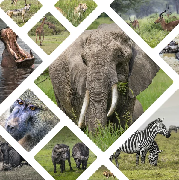 Koláž zvířat z Tanzanie - cestovní pozadí (mé fotografie) — Stock fotografie