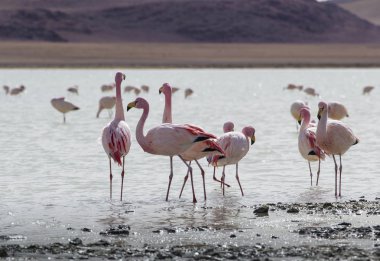 Andes, güneyinde Bolivya'nın Gölü flamingolar