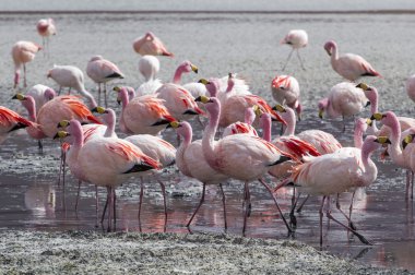 Andes, güneyinde Bolivya'nın Gölü flamingolar