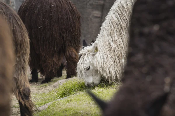 Alpaky v Sacsayhuaman, zříceniny inky v peruánských Andách v Cu — Stock fotografie