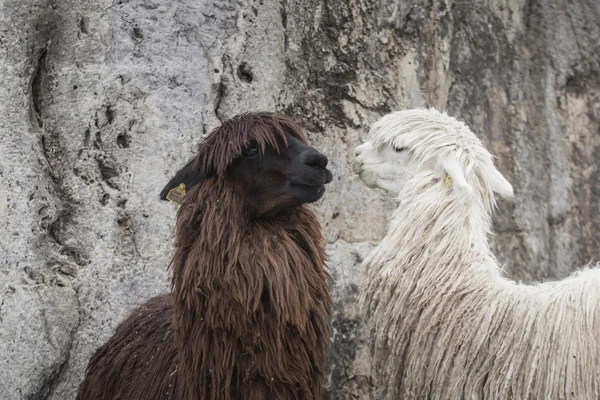 Alpaki w Sacsayhuaman, ruiny Inków w Andach peruwiańskich na Cu — Zdjęcie stockowe