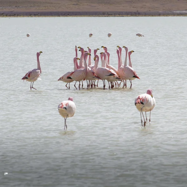 Flamencos en el lago de los Andes, la parte sur de Bolivia —  Fotos de Stock