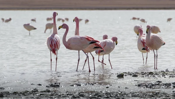 Flamingos no lago em Andes, a parte sul da Bolívia — Fotografia de Stock