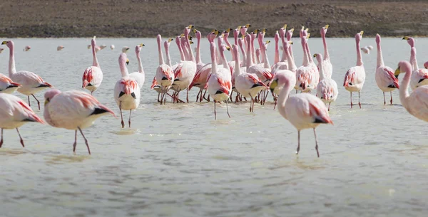 Flamingos on lake in Andes, the southern part of Bolivia — Stock Photo, Image