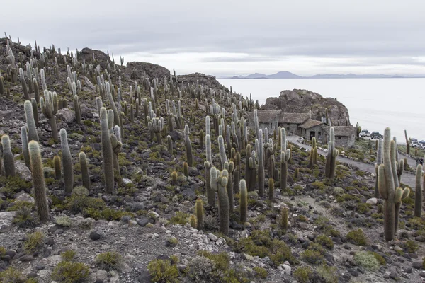 Isla Incahuasi (Pescadores), Salar de Uyuni, Bolivia — Stockfoto