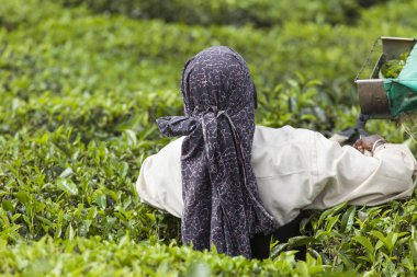 Munnar, Hindistan - 16 Aralık 2015 : Çay yaprakları toplayan kadın 
