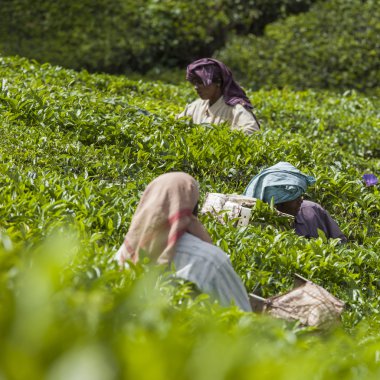 Munnar, Hindistan - 16 Aralık 2015 : Çay yaprakları toplayan kadın 