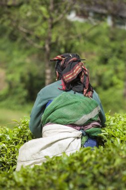 Munnar, Hindistan - 16 Aralık 2015 : Çay yaprakları toplayan kadın 