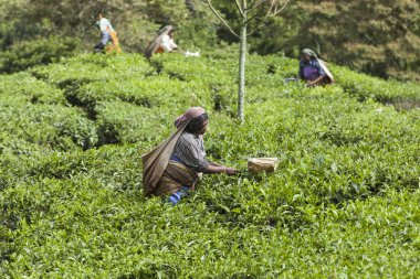 Munnar, Hindistan - 16 Aralık 2015 : Çay yaprakları toplayan kadın 