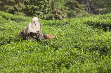 Munnar, Hindistan - 16 Aralık 2015 : Çay yaprakları toplayan kadın 