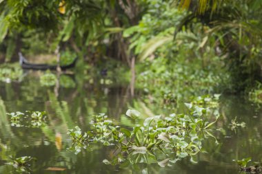 Alleppey, Kerala, Hindistan - 16 Ağustos 2016: Kimliği belirsiz Hint p