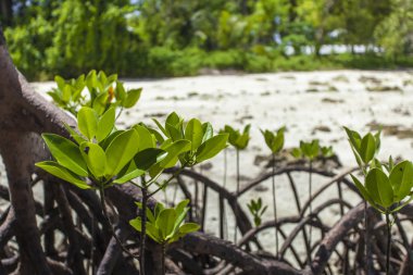 mangrov andaman Beach, Hindistan