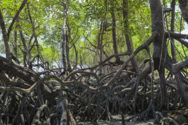 mangrov andaman Beach, Hindistan