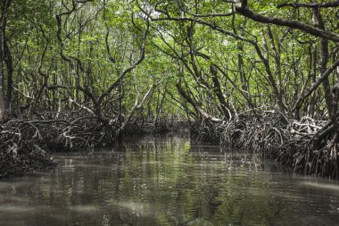 Mangrov ağaç Havelock Island, Andaman ve Nicobar, Hindistan
