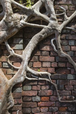 Terk edilmiş binada harabe Ross adada kökleri ile kaplı. Bir