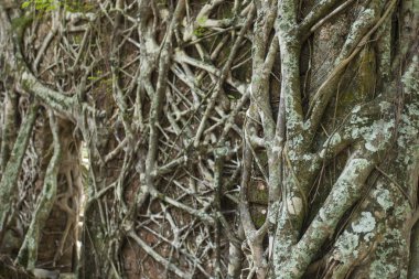 Terk edilmiş binada harabe Ross adada kökleri ile kaplı. Bir