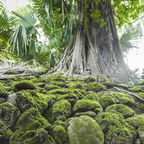 Rovina di edificio abbandonato coperto di radici sull'isola di Ross. Un — Foto Stock